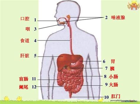 人的胃在哪裡